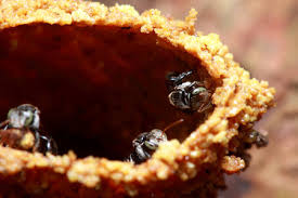 Attēlu rezultāti vaicājumam “Diaperis boleti nest”