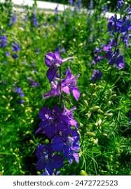 Image result for Consolida ajacis oder Consolida regalis