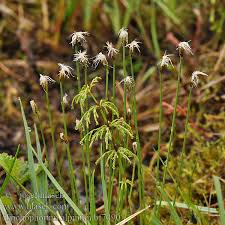 Attēlu rezultāti vaicājumam “Trichophorum alpinum”