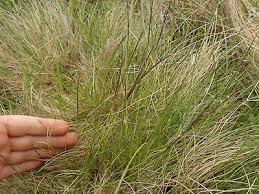 Attēlu rezultāti vaicājumam “Nardus stricta leaf”