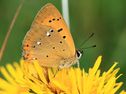 Attēlu rezultāti vaicājumam “Lycaena virgaureae”