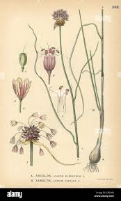 Attēlu rezultāti vaicājumam “Allium oleraceum flower”