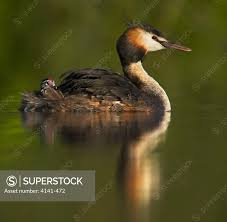 Attēlu rezultāti vaicājumam “Podiceps cristatus”