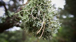 Attēlu rezultāti vaicājumam “Pseudevernia furfuracea”