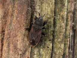 Attēlu rezultāti vaicājumam “Eremocoris plebejus”