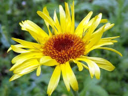 Attēlu rezultāti vaicājumam “Inula salicina leaf”