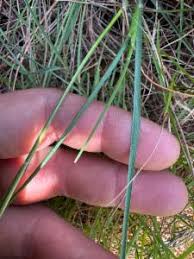 Attēlu rezultāti vaicājumam “Danthonia decumbens”