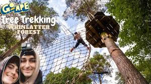 Image result for Go Ape! Whinlatter