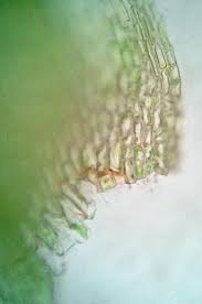 Attēlu rezultāti vaicājumam “Brachythecium salebrosum”