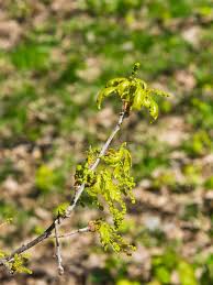 Attēlu rezultāti vaicājumam “Quercus robur male flower”