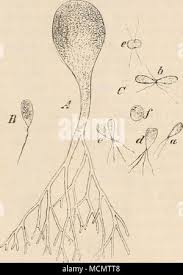 Attēlu rezultāti vaicājumam “Lycogala botrydium spores”