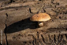 Attēlu rezultāti vaicājumam “Pholiota heteroclita”