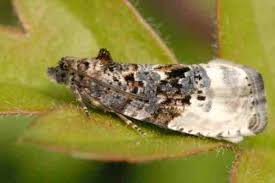 Attēlu rezultāti vaicājumam “Hedya nubiferana”