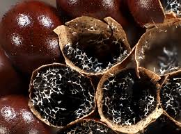 Attēlu rezultāti vaicājumam “Leocarpus sp.”