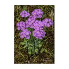 Attēlu rezultāti vaicājumam “Primula farinosa flower”