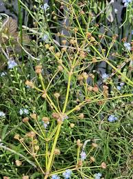 Attēlu rezultāti vaicājumam “Alisma plantago-aquatica fruit”