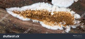 Attēlu rezultāti vaicājumam “Didymium serpula”