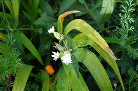 Attēlu rezultāti vaicājumam “Silene latifolia subsp. alba flower”
