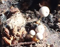 Attēlu rezultāti vaicājumam “Arcyria globosa”