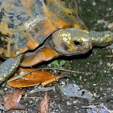 Attēlu rezultāti vaicājumam “Tortula lingulata macro”