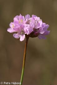 Attēlu rezultāti vaicājumam “Armeria vulgaris”