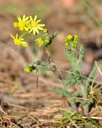 Attēlu rezultāti vaicājumam “Senecio vernalis flower”