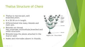 Attēlu rezultāti vaicājumam “Chara intermedia”