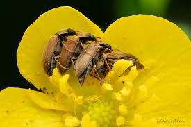 Attēlu rezultāti vaicājumam “Byturus ochraceus”