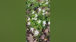 Image result for Buschwindröschen