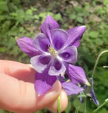 Image result for Aquilegia vulgaris