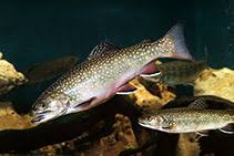 Image result for Salvelinus fontinalis