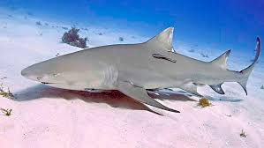 Image result for Nasolamia velox