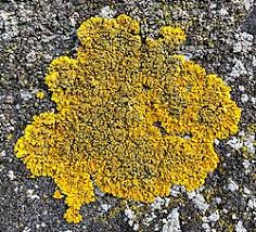 Attēlu rezultāti vaicājumam “Lichenoconium xanthoriae”