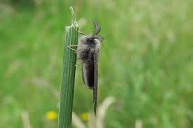 Attēlu rezultāti vaicājumam “Canephora hirsuta”