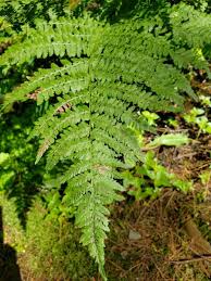 Attēlu rezultāti vaicājumam “Dryopteris expansa”