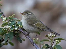 Image result for Phylloscopus borealis