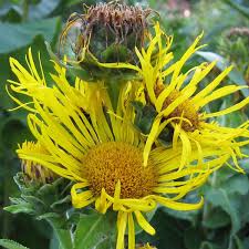 Image result for Inula helenium