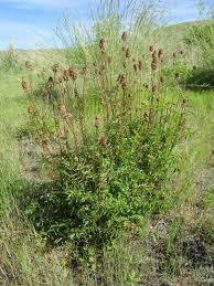 Attēlu rezultāti vaicājumam “Poterium sanguisorba flower”