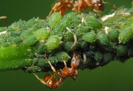 Attēlu rezultāti vaicājumam “Aphis confusa”