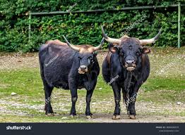 Attēlu rezultāti vaicājumam “Bos primigenius taurus”