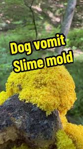 Attēlu rezultāti vaicājumam “Fuligo septica var. rosea young”