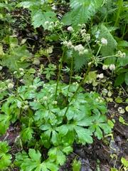 Attēlu rezultāti vaicājumam “Sanicula europaea bud”