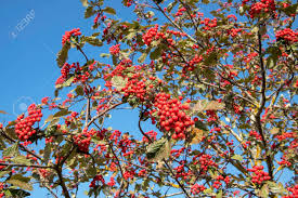 Attēlu rezultāti vaicājumam “Sorbus hybrida”