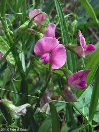 Attēlu rezultāti vaicājumam “Lathyrus latifolius leaf”