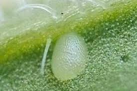 Attēlu rezultāti vaicājumam “Pyrausta aurata”