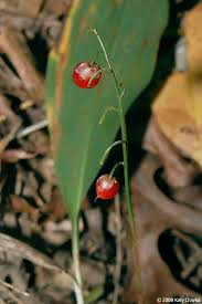 Attēlu rezultāti vaicājumam “Convallaria majalis fruit”