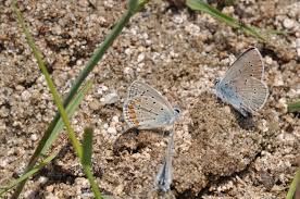 Attēlu rezultāti vaicājumam “Cyaniris semiargus male”