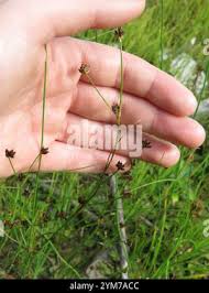 Attēlu rezultāti vaicājumam “Juncus alpinoarticulatus fruit”