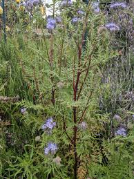 Attēlu rezultāti vaicājumam “Phacelia tanacetifolia”
