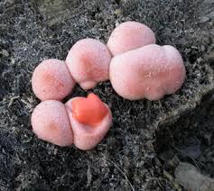 Attēlu rezultāti vaicājumam “Lycogala sp.”